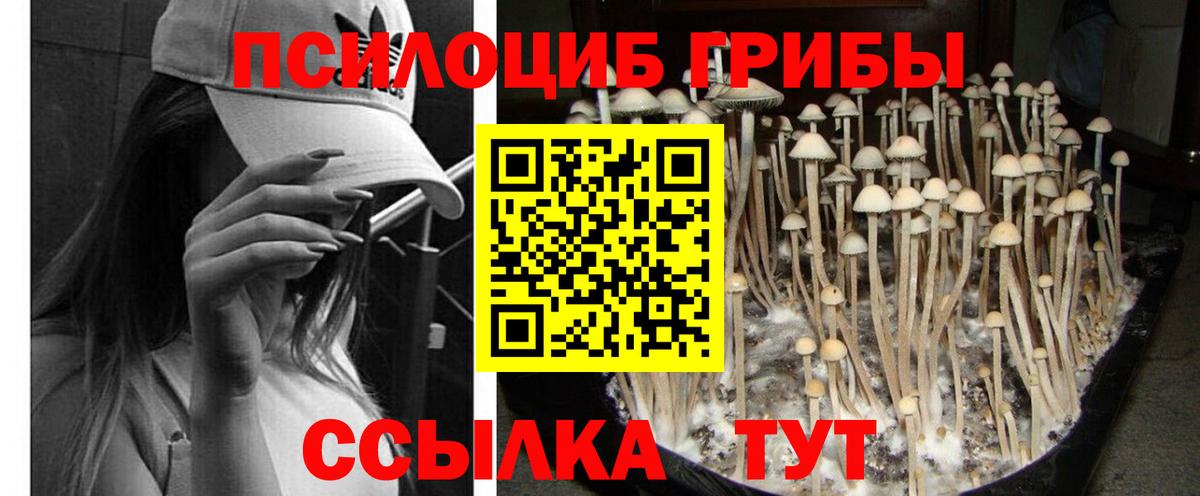 Псилоцибиновые грибы Cubensis Дзержинский